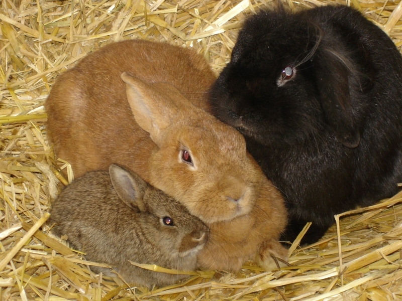 und Kaninchen im begehbaren Stall.